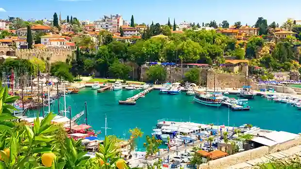 همکاری تابرد با گلبرگ سیر